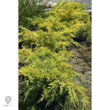 Armstrong Gold kínai boróka konténerben