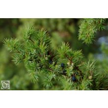 Green Carpet terülő boróka / Juniperus communis 'Green Carpet'