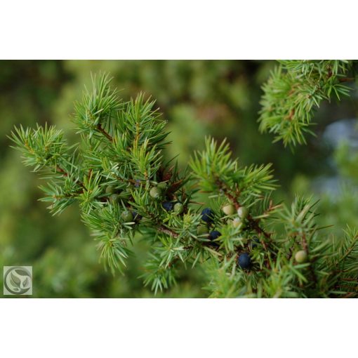 Green Carpet terülő boróka / Juniperus communis 'Green Carpet'