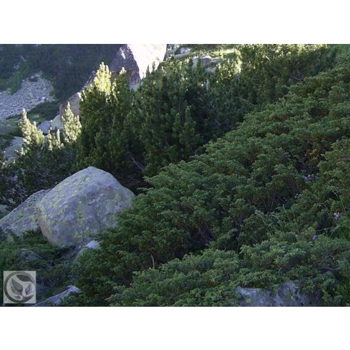 Green Carpet terülő boróka / Juniperus communis 'Green Carpet'