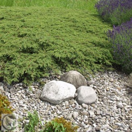 Green Carpet terülő boróka / Juniperus communis 'Green Carpet'