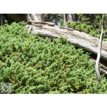 Green Carpet terülő boróka / Juniperus communis 'Green Carpet'