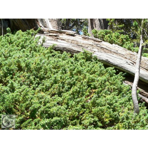 Green Carpet terülő boróka / Juniperus communis 'Green Carpet'