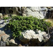 Green Carpet terülő boróka / Juniperus communis 'Green Carpet'