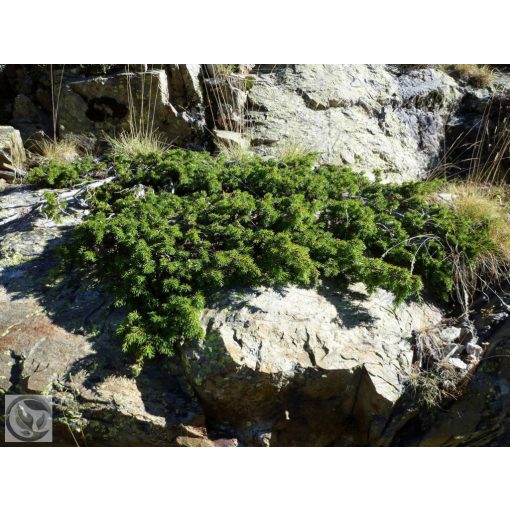 Green Carpet terülő boróka / Juniperus communis 'Green Carpet'