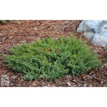 Green Carpet terülő boróka / Juniperus communis 'Green Carpet'
