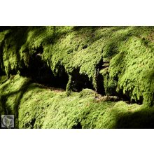 Green Carpet terülő boróka / Juniperus communis 'Green Carpet'