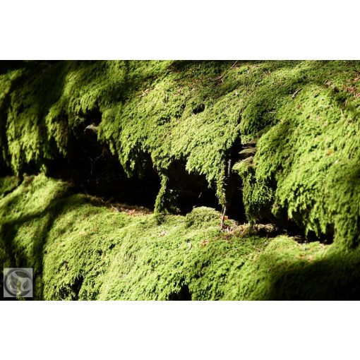 Green Carpet terülő boróka / Juniperus communis 'Green Carpet'