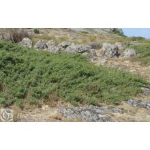 Green Carpet terülő boróka / Juniperus communis 'Green Carpet'