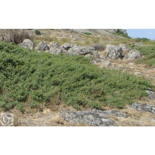 Green Carpet terülő boróka / Juniperus communis 'Green Carpet'