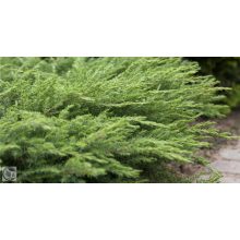 Sláger terülő fövenyboróka / Juniperus conferta ‘Schlager’