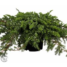 Sláger terülő fövenyboróka / Juniperus conferta ‘Schlager’