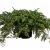   Sláger terülő fövenyboróka / Juniperus conferta ‘Schlager’