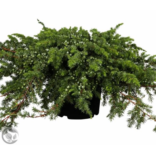 Sláger terülő fövenyboróka / Juniperus conferta ‘Schlager’