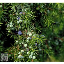 Sláger terülő fövenyboróka / Juniperus conferta ‘Schlager’
