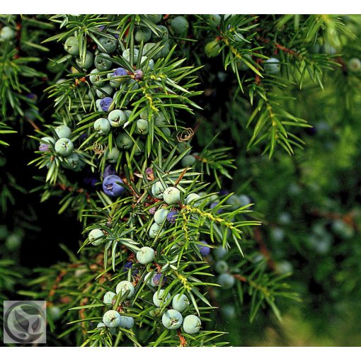 Sláger terülő fövenyboróka / Juniperus conferta ‘Schlager’