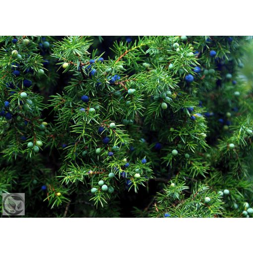 Sláger terülő fövenyboróka / Juniperus conferta ‘Schlager’
