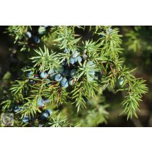 Sláger terülő fövenyboróka / Juniperus conferta ‘Schlager’
