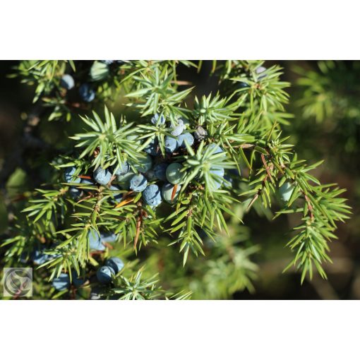 Sláger terülő fövenyboróka / Juniperus conferta ‘Schlager’