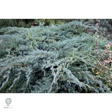 Blue Carpet nepáli kúszóboróka habitus