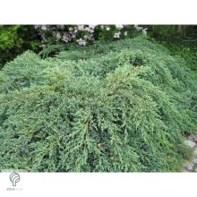 Blue Carpet nepáli kúszóboróka habitus