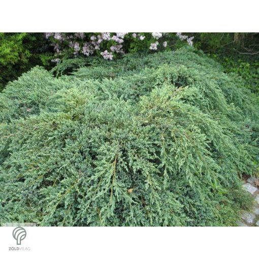 Blue Carpet nepáli kúszóboróka habitus