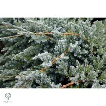 Blue Carpet nepáli kúszóboróka habitus