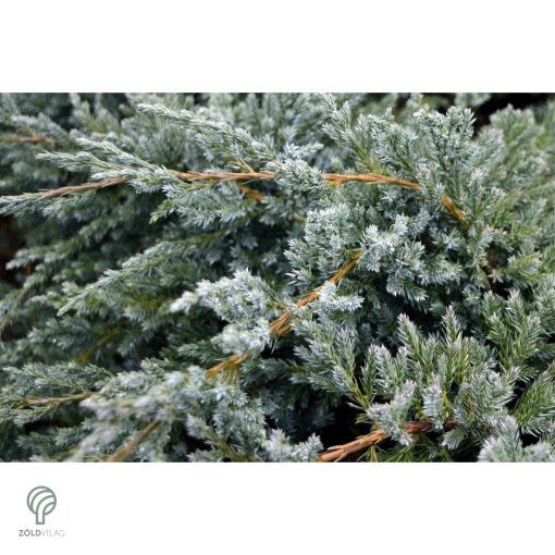 Blue Carpet nepáli kúszóboróka habitus