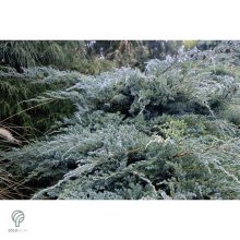 Blue Carpet nepáli kúszóboróka habitus