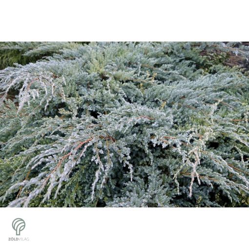 Blue Carpet nepáli kúszóboróka habitus