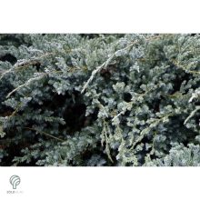 Blue Carpet nepáli kúszóboróka habitus