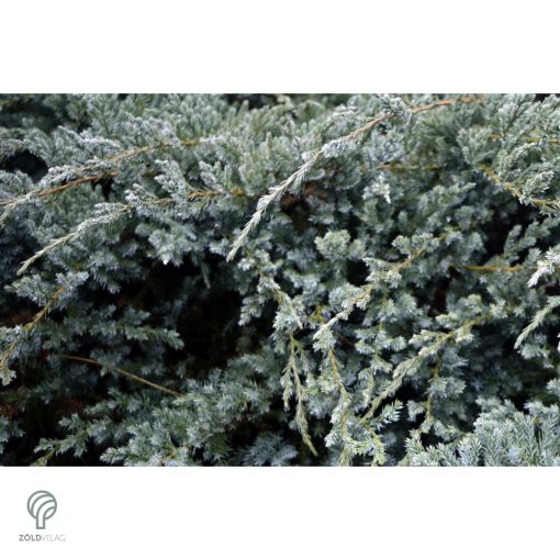 Blue Carpet nepáli kúszóboróka habitus