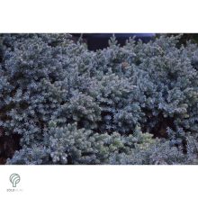 Blue Carpet nepáli kúszóboróka habitus