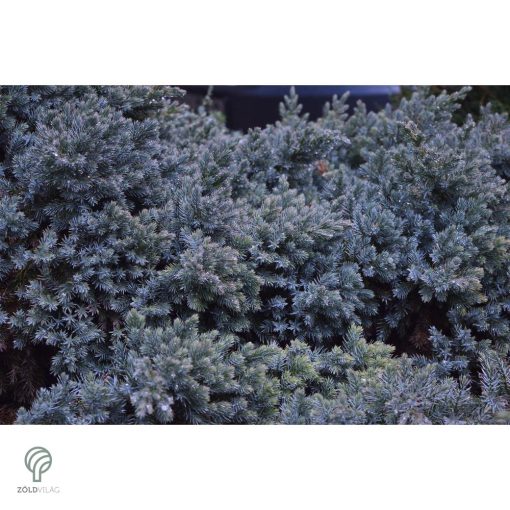 Blue Carpet nepáli kúszóboróka habitus