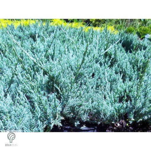 Blue Carpet nepáli kúszóboróka habitus