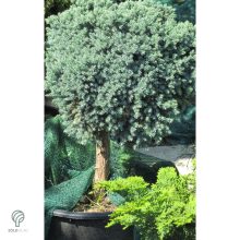 Blue Star nepáli törpe boróka habitusa magas törzsön