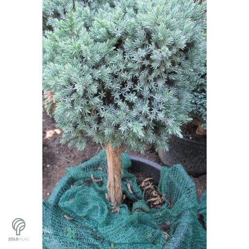 Blue Star nepáli törpe boróka habitusa magas törzsön