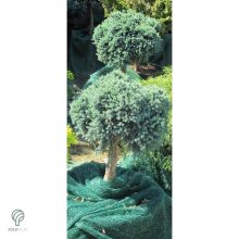 Blue Star nepáli törpe boróka habitusa magas törzsön