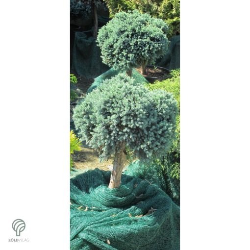 Blue Star nepáli törpe boróka habitusa magas törzsön