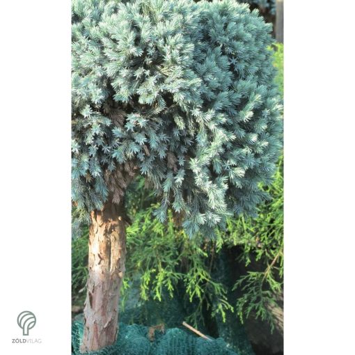 Blue Star nepáli törpe boróka habitusa magas törzsön