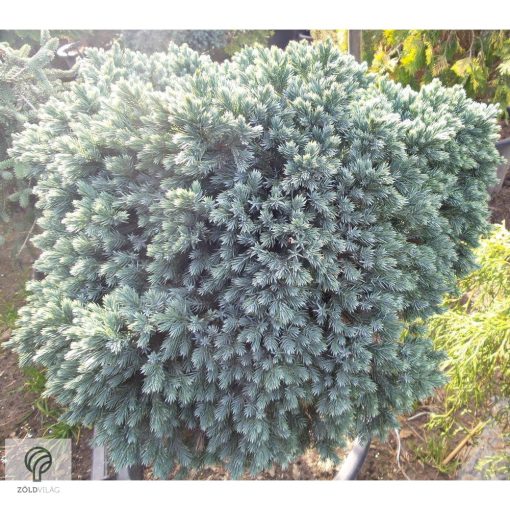 Blue Star nepáli törpe boróka habitusa magas törzsön