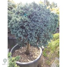 Blue Star nepáli törpe boróka habitusa magas törzsön