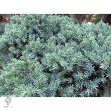 Blue Star nepáli törpe boróka habitus