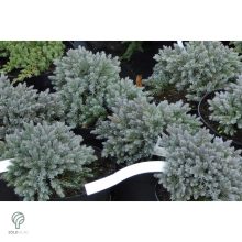 Blue Star nepáli törpe boróka habitus