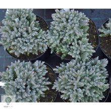 Blue Star nepáli törpe boróka habitus