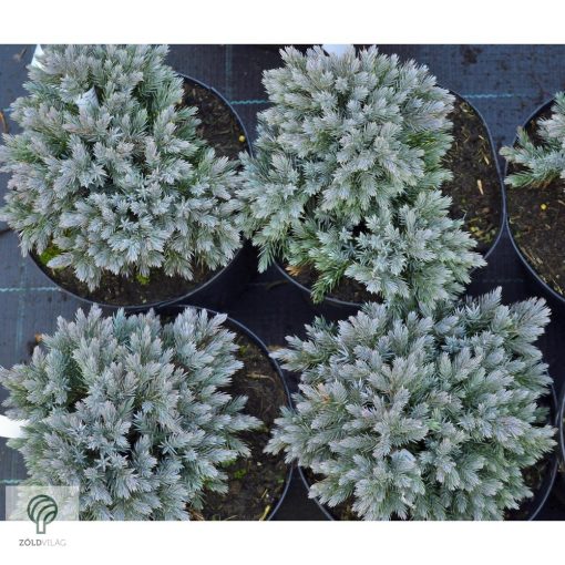 Blue Star nepáli törpe boróka habitus