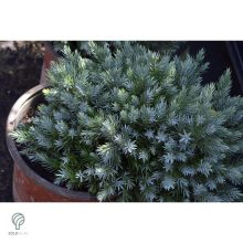 Blue Star nepáli törpe boróka habitus