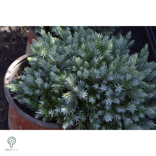 Blue Star nepáli törpe boróka habitus
