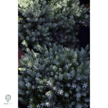 Blue Star nepáli törpe boróka habitus