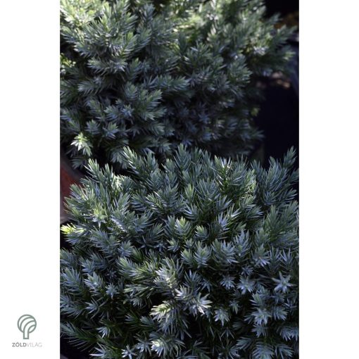 Blue Star nepáli törpe boróka habitus